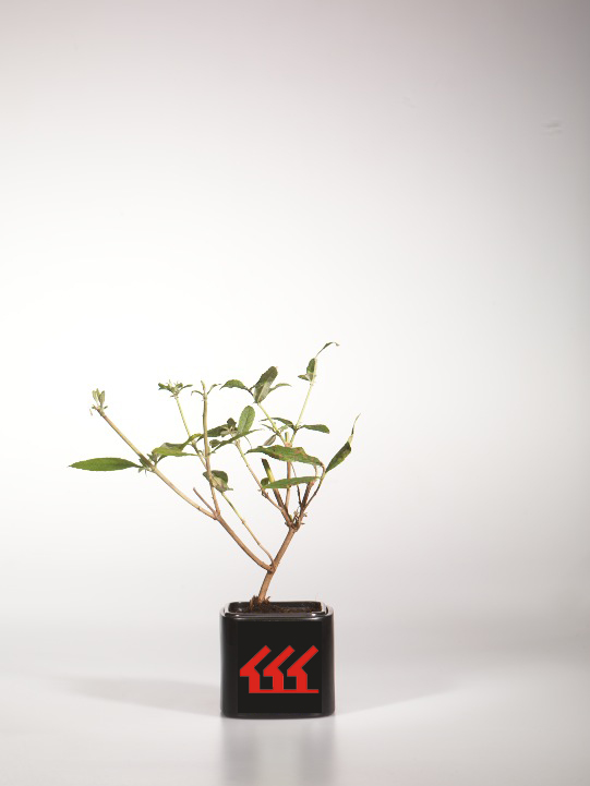 Будлея Давида Будлея Давида