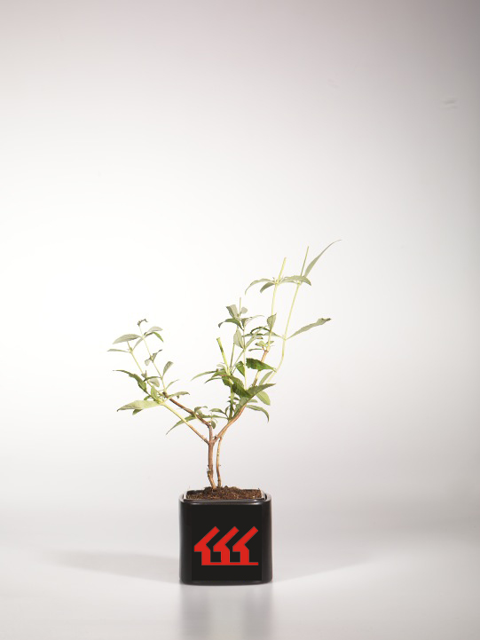 Будлея Давида Будлея Давида