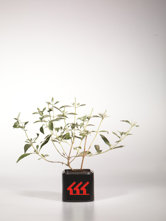 Будлея Будлея