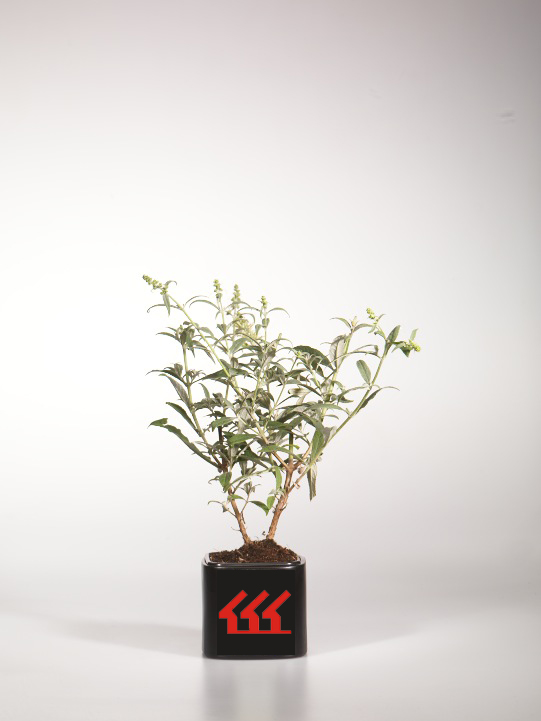 Будлея Будлея