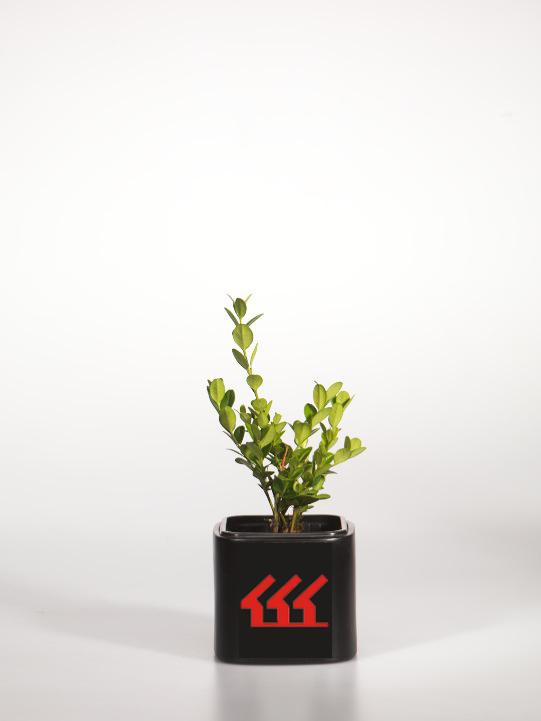 Самшит Мелколистний Самшит Мелколистний