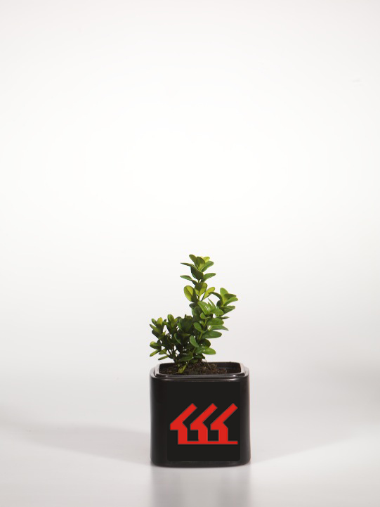 Самшит Вічнозелений Самшит Вічнозелений