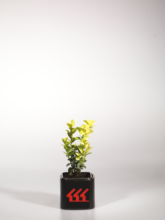 Самшит Вічнозелений Самшит Вічнозелений