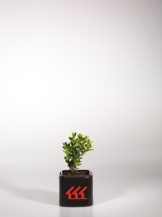 Самшит Вічнозелений Самшит Вічнозелений