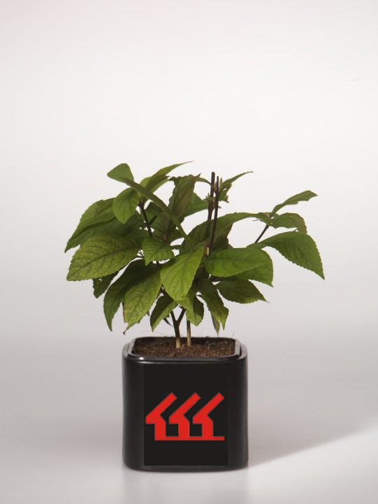 Красивоплодник Бодиньера Красивоплодник Бодиньера