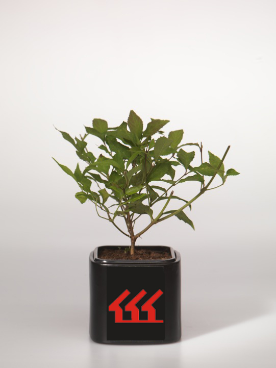 Красивоплодник Двух-вильчатий Красивоплодник Двух-вильчатий