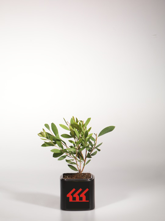 Каллистемон Каллистемон