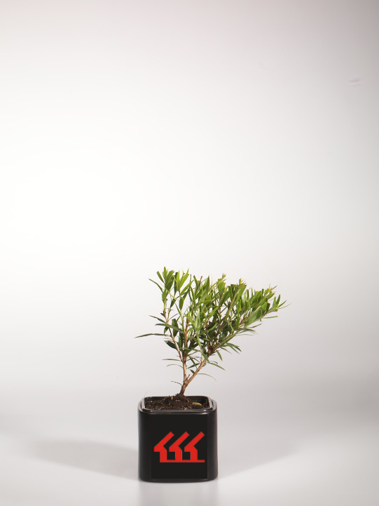 Каллистемон Сплетенний Каллистемон Сплетенний