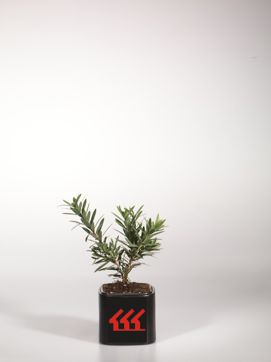 Каллистемон Сплетенний Каллистемон Сплетенний