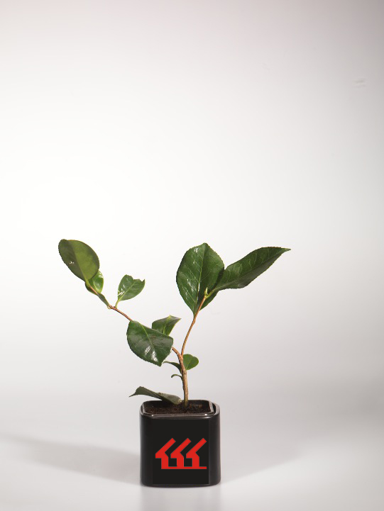 Камелія японська Камелія японська