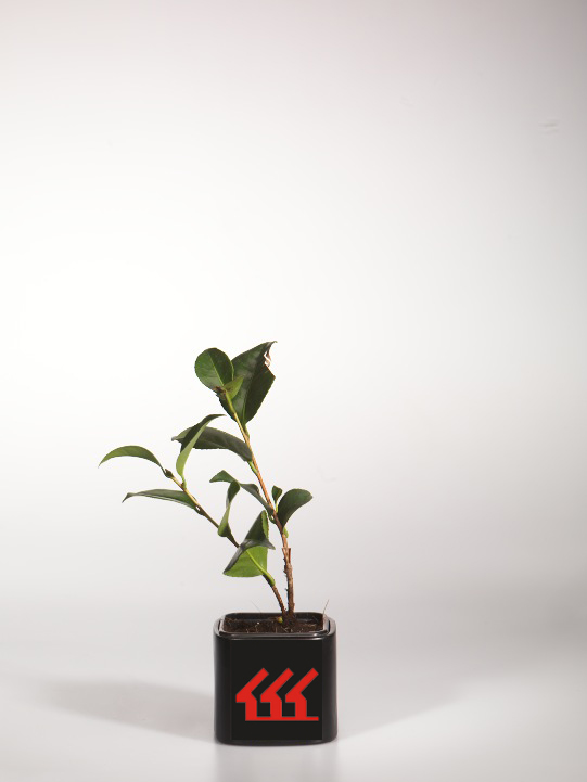 Камелія японська Камелія японська