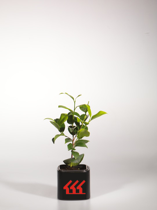 Камелія японська Камелія японська