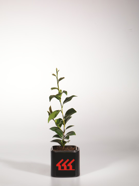 Камелія японська Камелія японська