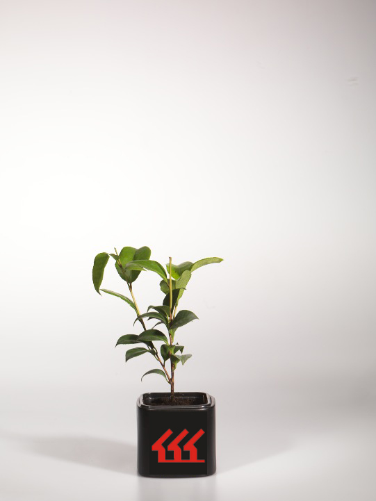 Камелія Камелія