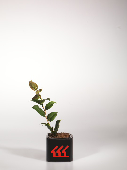 Камелія Вильямса Камелія Вильямса