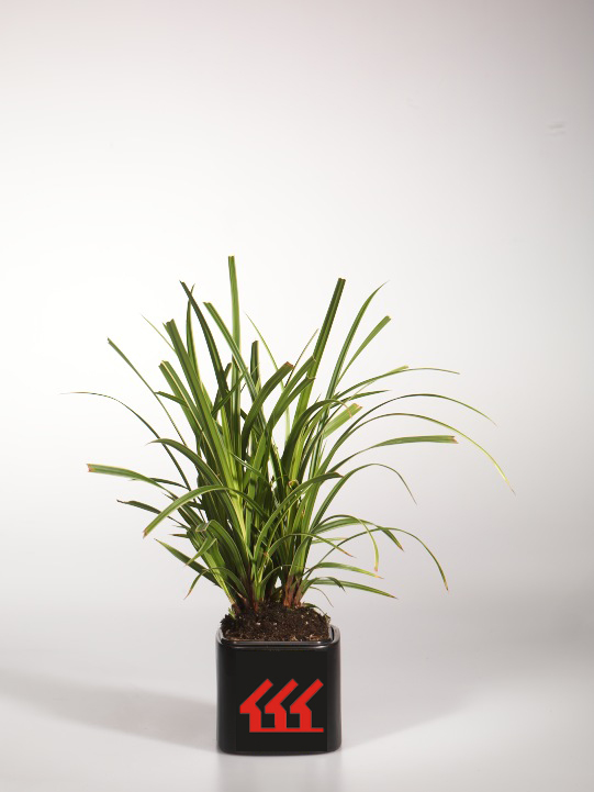 Осока Морроу Осока Морроу