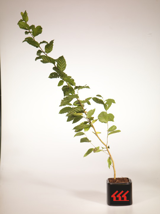 Граб Звичайний Граб Звичайний