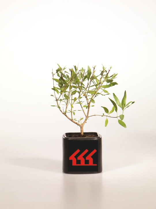 Кариоптерис Кладонський Кариоптерис Кладонський