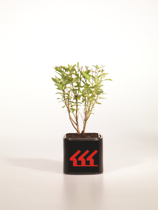 Кариоптерис Кладонський Кариоптерис Кладонський