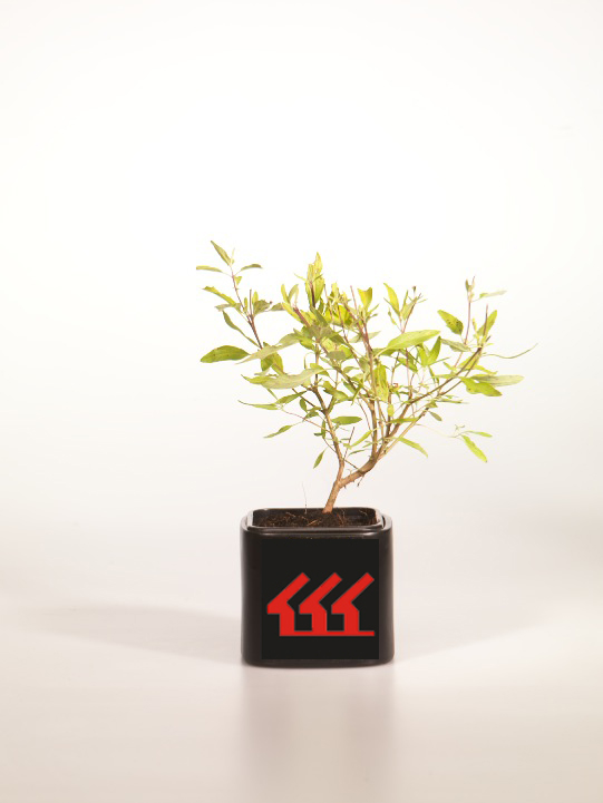 Кариоптерис Кладонський Кариоптерис Кладонський