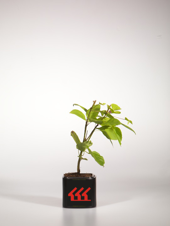 Катальпа Бигнониевидна Катальпа Бигнониевидна