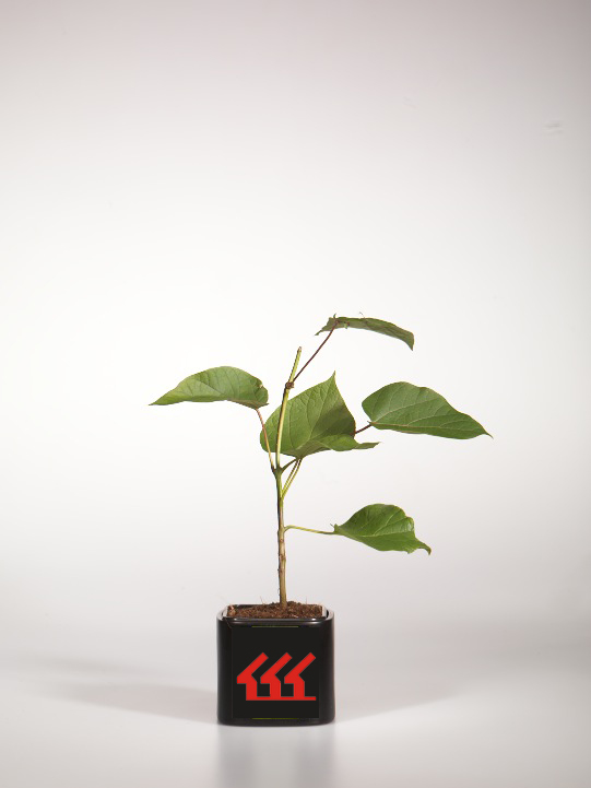 Катальпа Краснеюща Катальпа Краснеюща