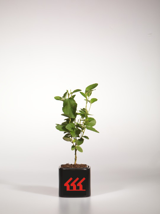 Цеанотус Делилианус Цеанотус Делилианус