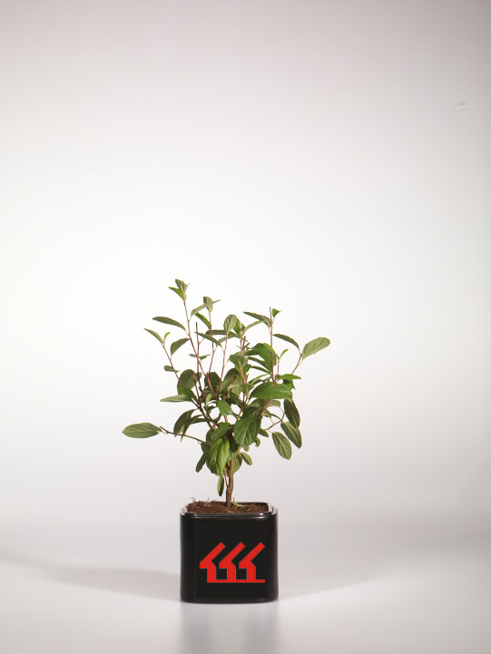 Цеанотус Делилианус Цеанотус Делилианус