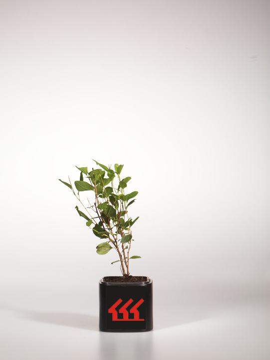 Цеанотус Паллидус Цеанотус Паллидус