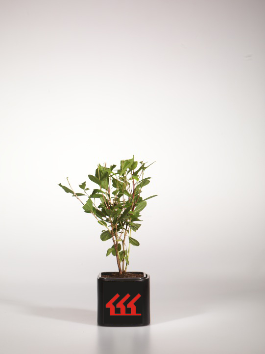 Цеанотус Паллидус Цеанотус Паллидус