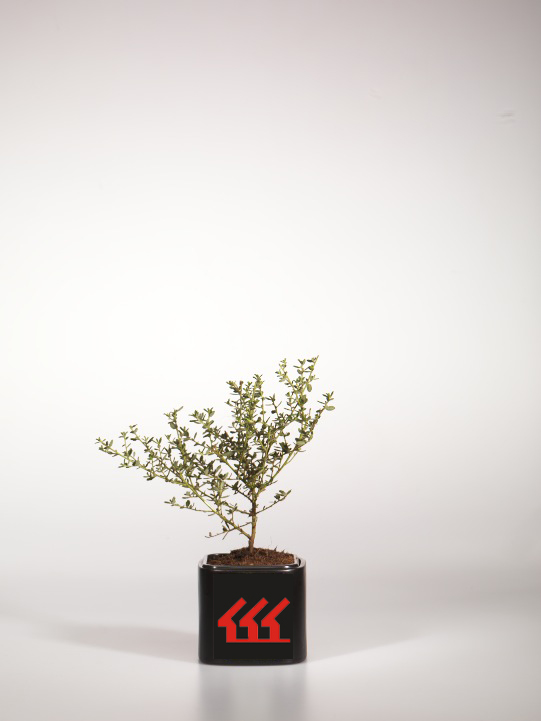 Цеанотус Пугет Блю Цеанотус Пугет Блю