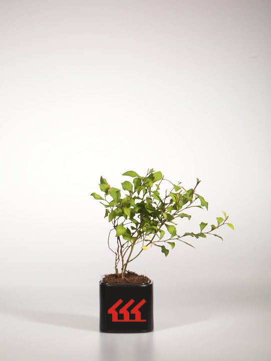 Цератостигма Вильмотта Цератостигма Вильмотта