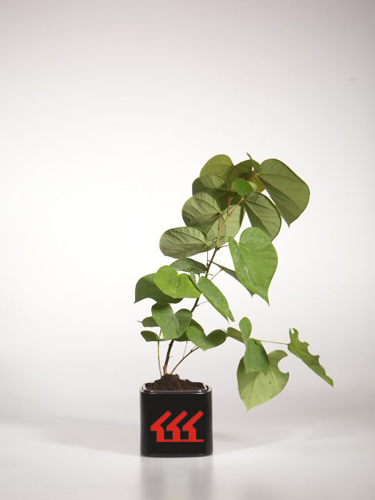 Церцис Китайський Церцис Китайський