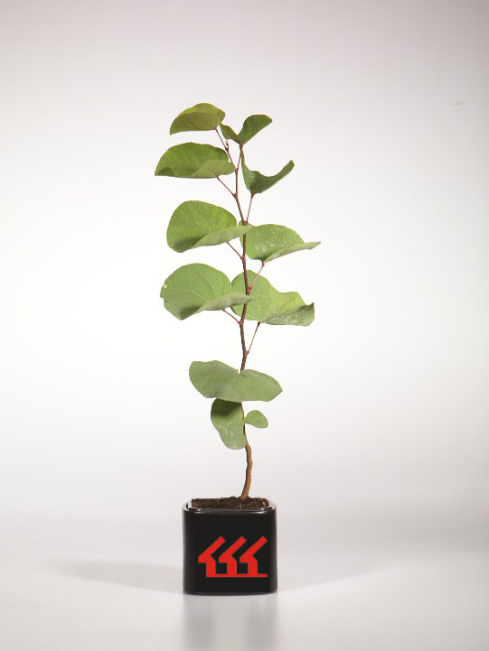 Церцис європейський Церцис європейський