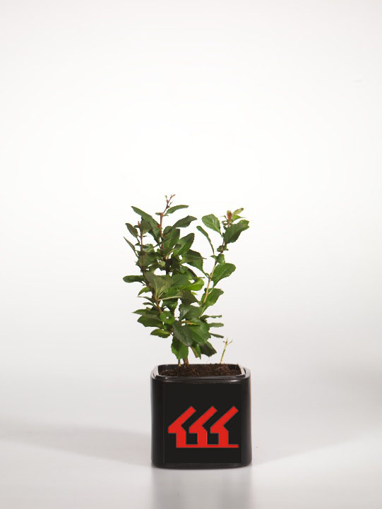 Хеномеліс Японський Хеномеліс Японський