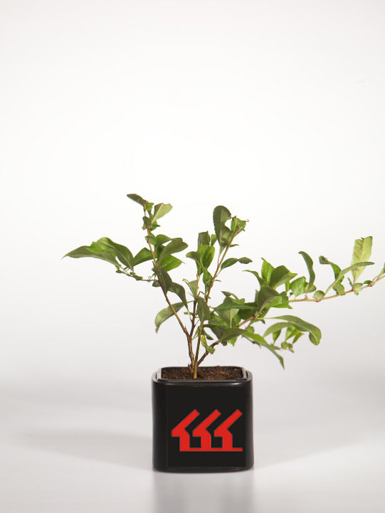 Хеномеліс прекрасний Хеномеліс прекрасний