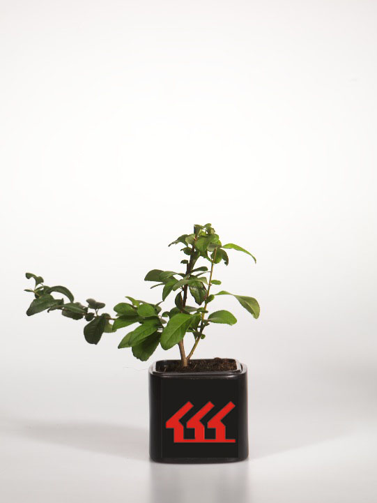 Хеномеліс прекрасний Хеномеліс прекрасний