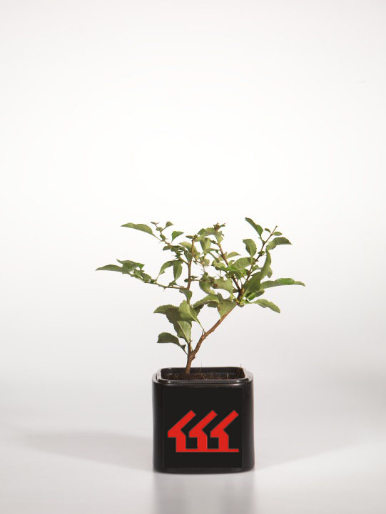 Хеномеліс середній Хеномеліс середній