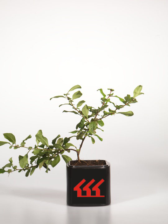 Хеномеліс середній Хеномеліс середній