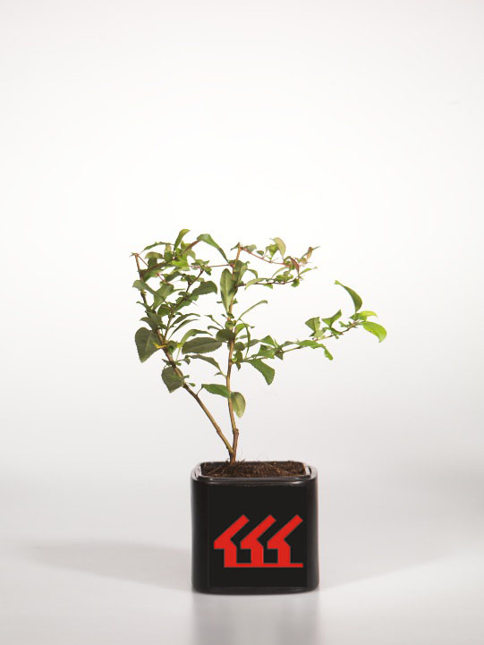 Хеномеліс середній Хеномеліс середній