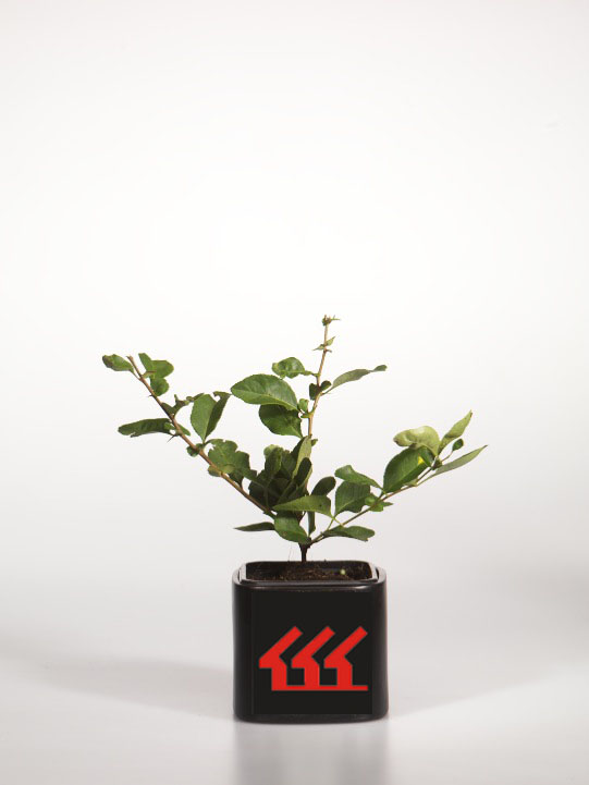 Хеномеліс середній Хеномеліс середній