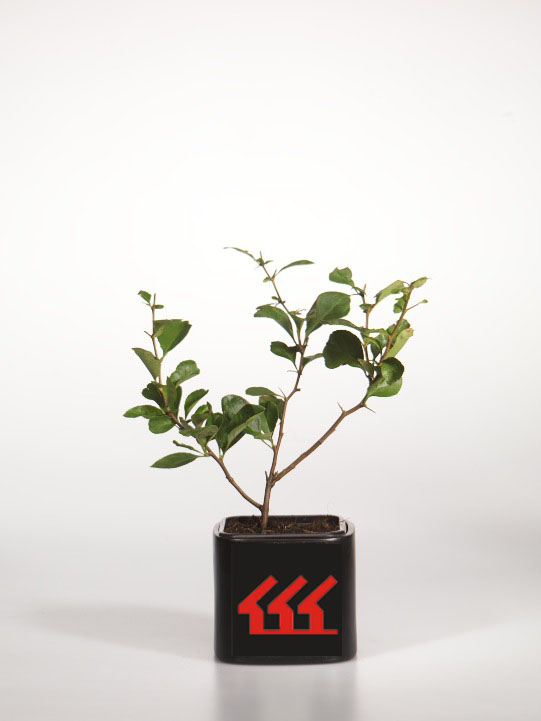 Хеномеліс середній Хеномеліс середній