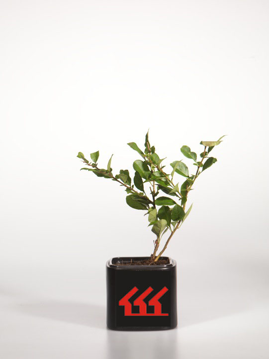 Хеномеліс середній Хеномеліс середній