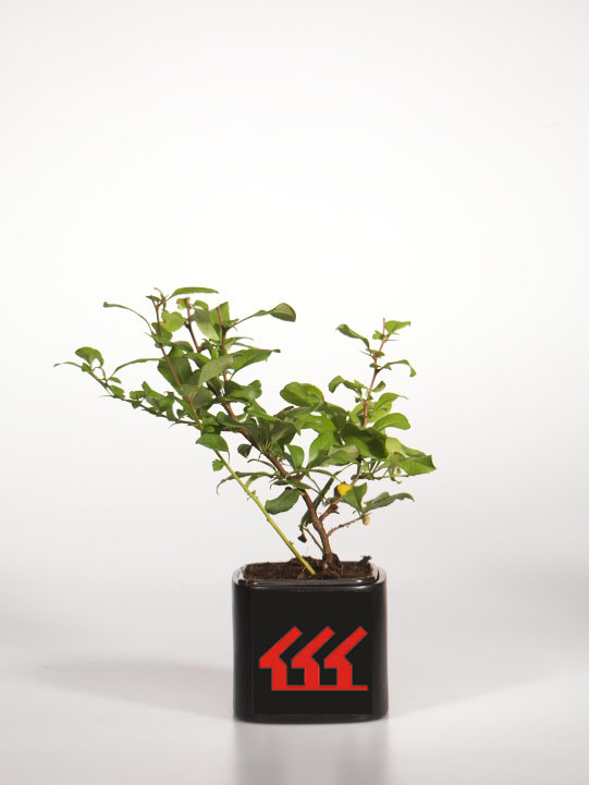 Хеномеліс середній Хеномеліс середній