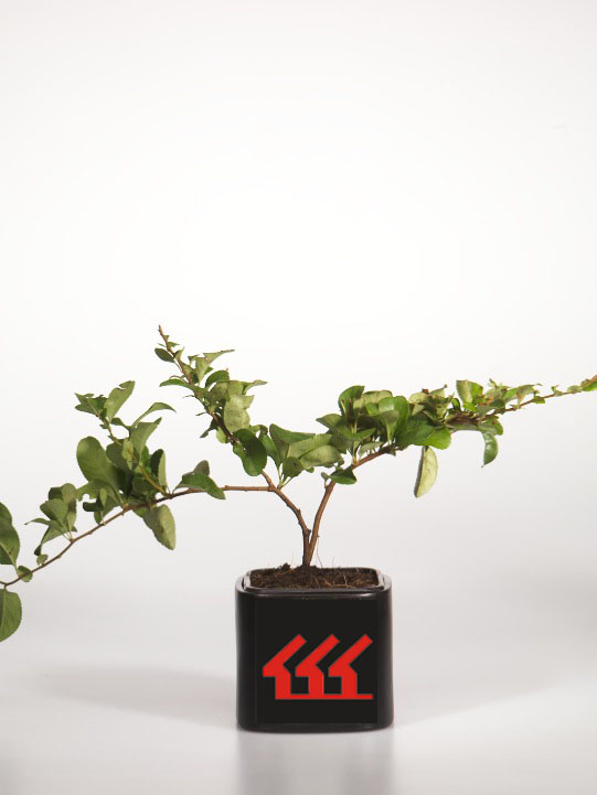 Хеномеліс середній Хеномеліс середній