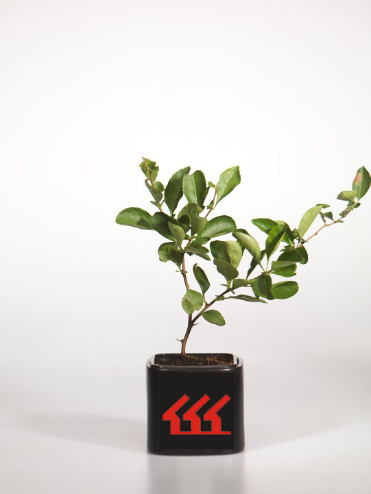 Хеномеліс середній Хеномеліс середній