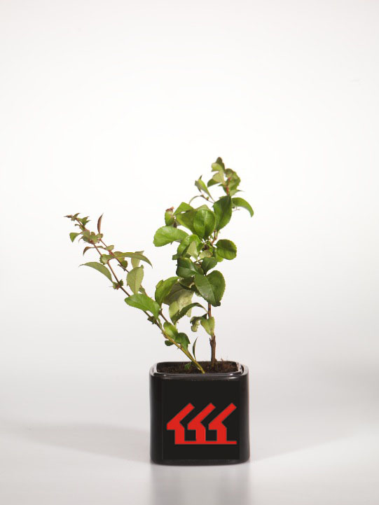 Хеномеліс середній Хеномеліс середній