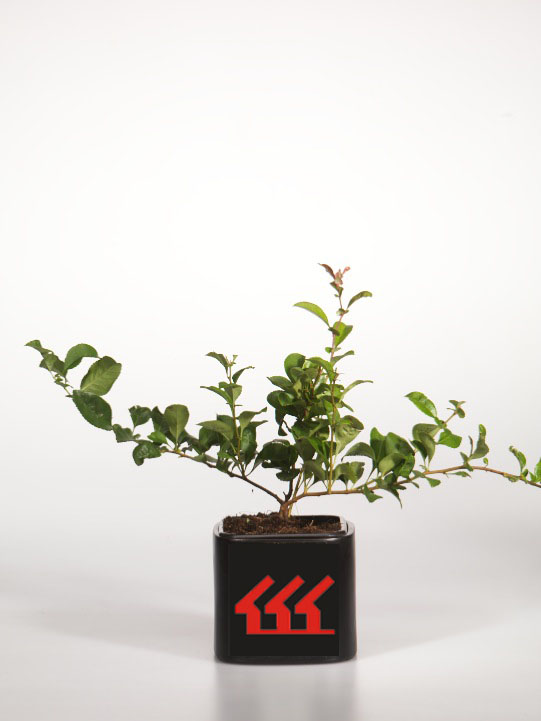 Хеномеліс середній Хеномеліс середній