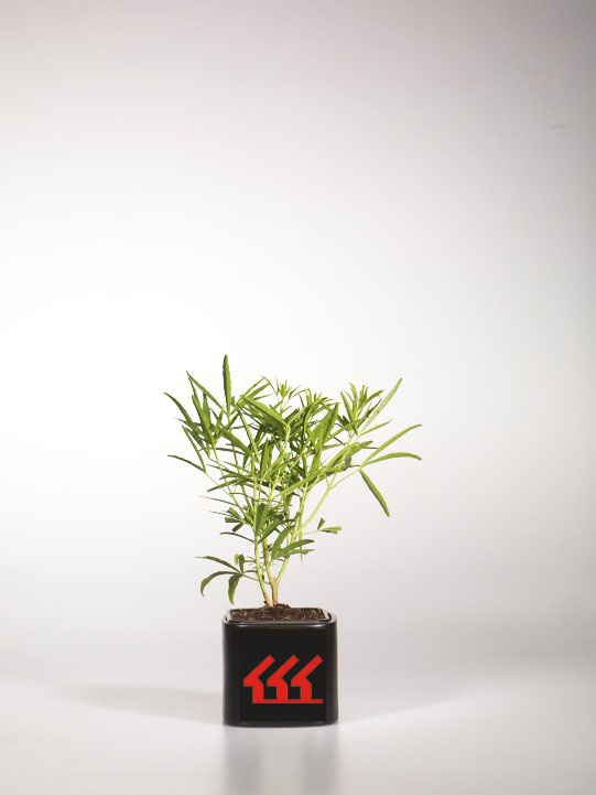 Шуазия Жемчужина Ацтека Шуазия Жемчужина Ацтека