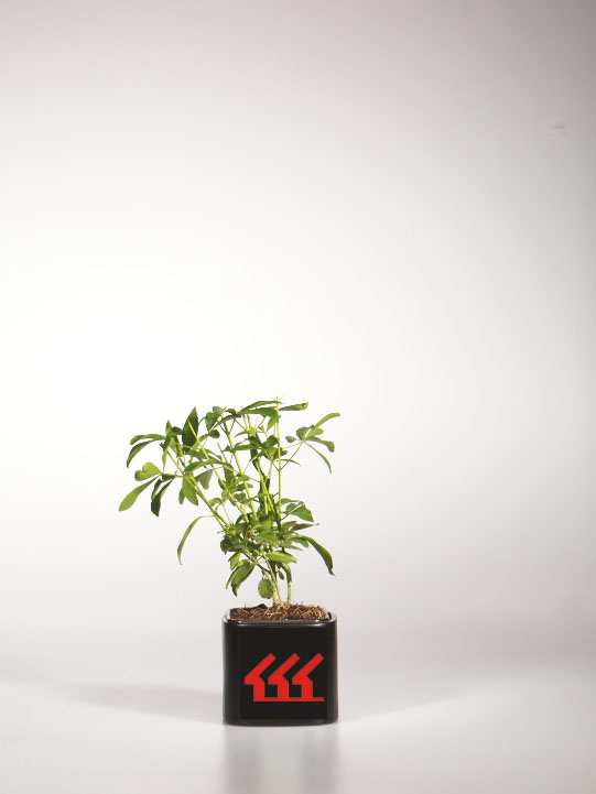 Шуазия Тройчата Шуазия Тройчата